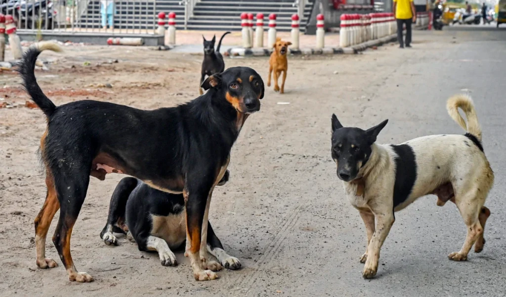 Stray Dogs Case | आवारा कुत्तों का मामले में सुप्रीम कोर्ट ने आदेश में किया संशोधन, नसबंदी के बाद कुत्तों को छोड़ने की अनुमति दी