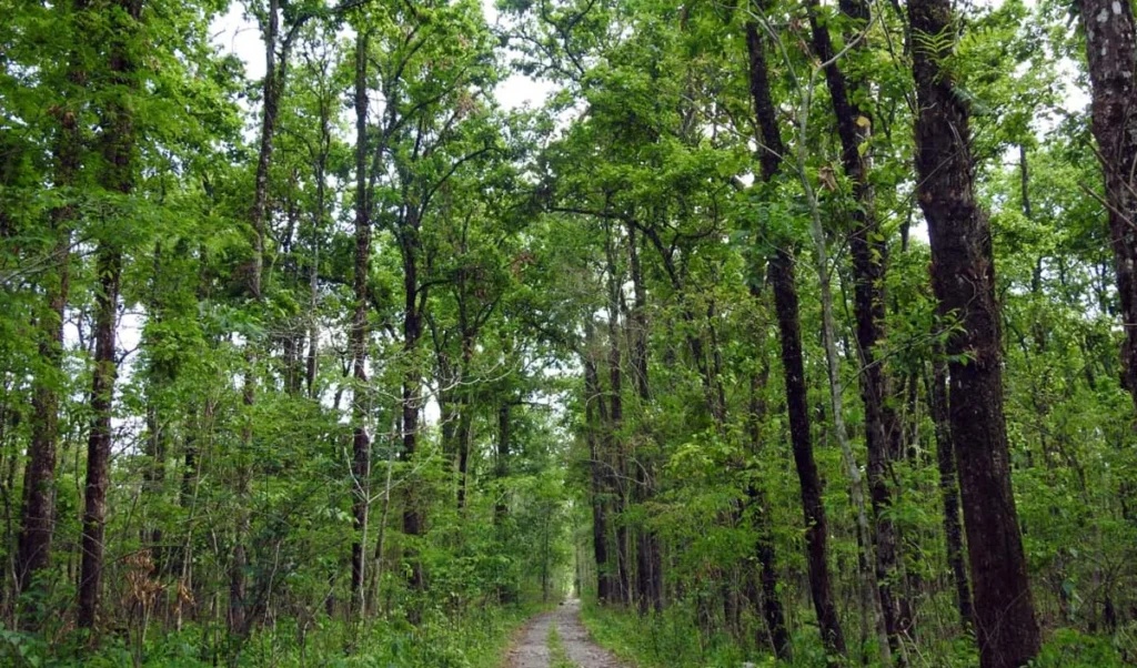 when will we understand the silent language of nature