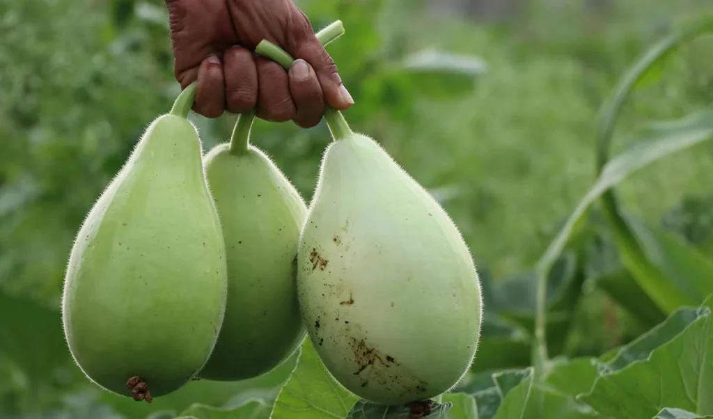 लौकी को देखकर टेढ़े-मेढ़े मुंह बनाता है बच्चा, तो इन डिशेज को एक बार करें ट्राई