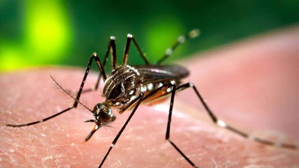 Dengue in children: Doctor explains why it is deadlier, shares prevention tips to follow | Health