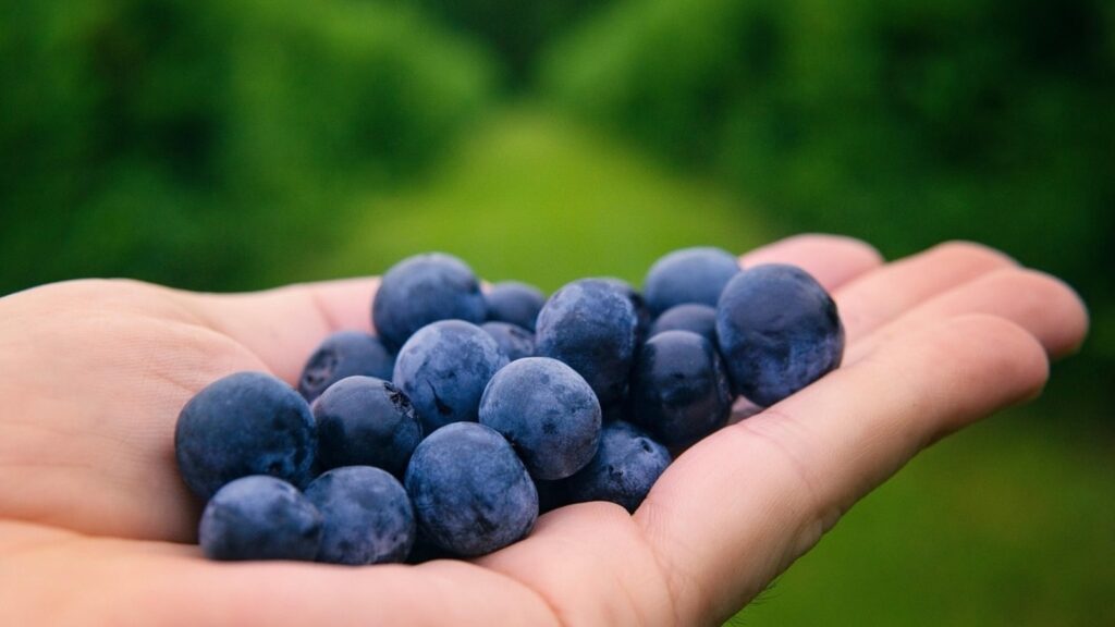 Endocrinologist shares best and worst fruits for blood sugar spikes: Know where berries, grapes, bananas, apples stand