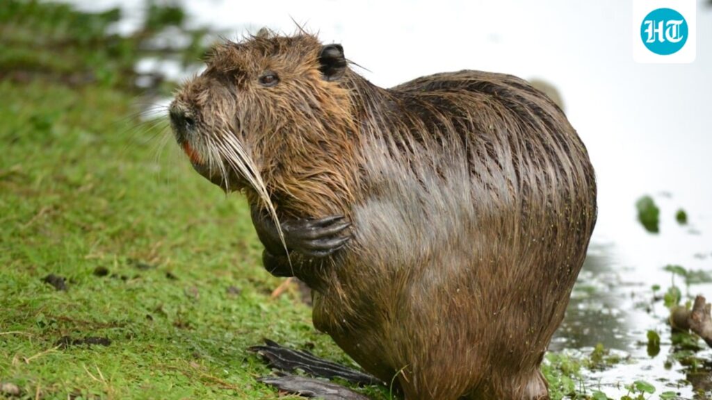 New Cambridge study shows humans are more monogamous than meerkats but trail behind beavers