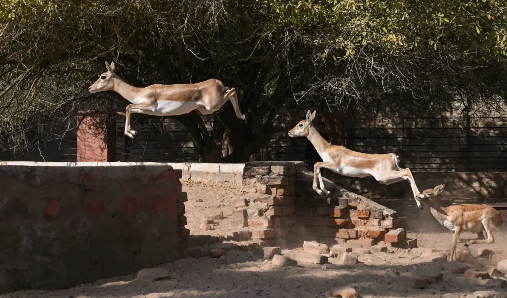 Pilibhit में भटककर आए हिरण को कुत्तों ने हमला कर घायल किया