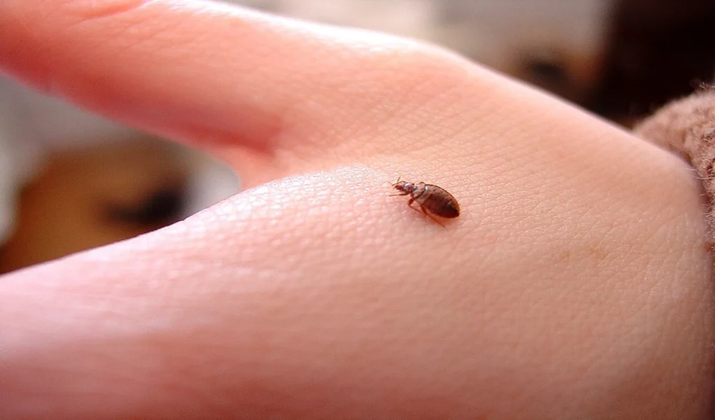 Bed Bugs Home Remedies:  Bed Bugs का आतंक होगा खत्म, किचन की ये चीजें हैं रामबाण, जानें Best Home Remedies