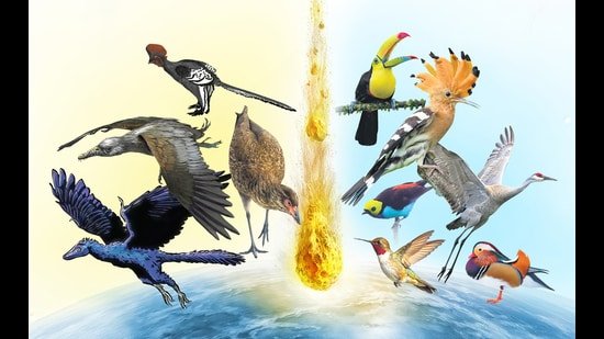 How to survive an asteroid: A look at how birds made it this far How to survive an asteroid: A look at how birds made it this far