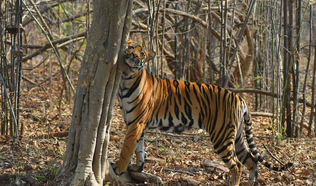 Madhya Pradesh के इटारसी वन परिक्षेत्र में मिला बाघिन का शव