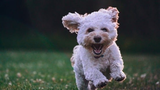 Veterinarian shares 5 hacks to keep pets happy and healthy in winter: ‘Make some dietary adjustments…’ Veterinarian shares 5 hacks to keep pets happy and healthy in winter: ‘Make some dietary adjustments…’