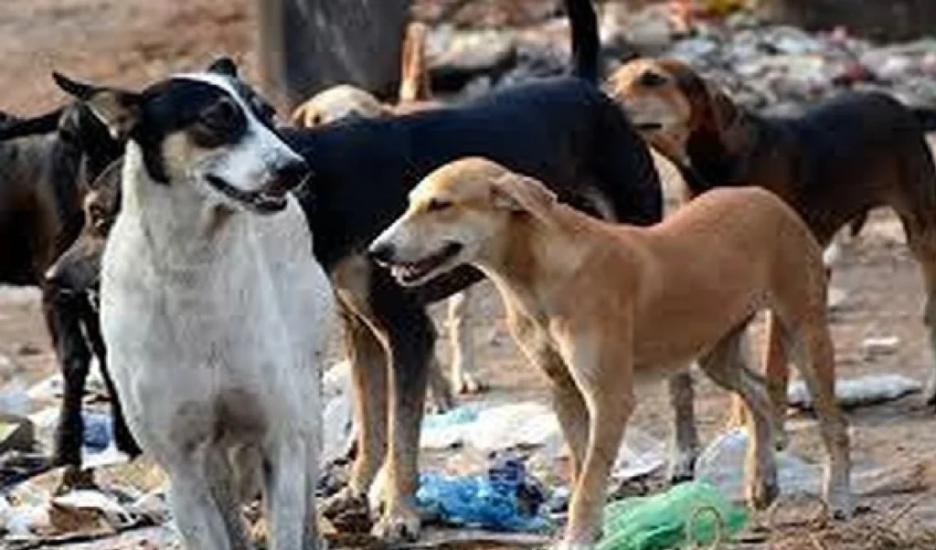 ‘मनगढ़ंत कहानियाँ सुना रहे हैं राज्य, Stray Dogs मामले पर सुप्रीम कोर्ट का फैसला सुरक्षित।