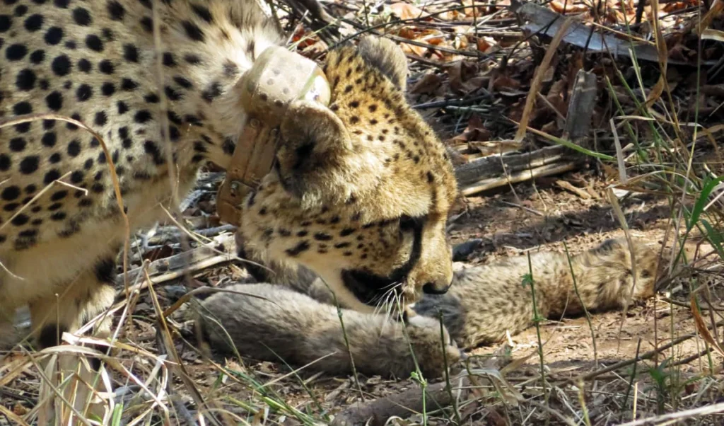 Kuno National Park | कूनो नेशनल पार्क में खुशियां! मादा चीता ‘गामिनी’ ने तीन शावकों को जन्म दिया