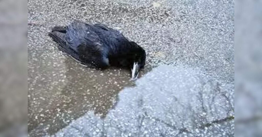 Tamil Nadu Government Issues High Alert Over Large-Scale Crow Deaths Amid Avian Flu Fears, ETHealthworld