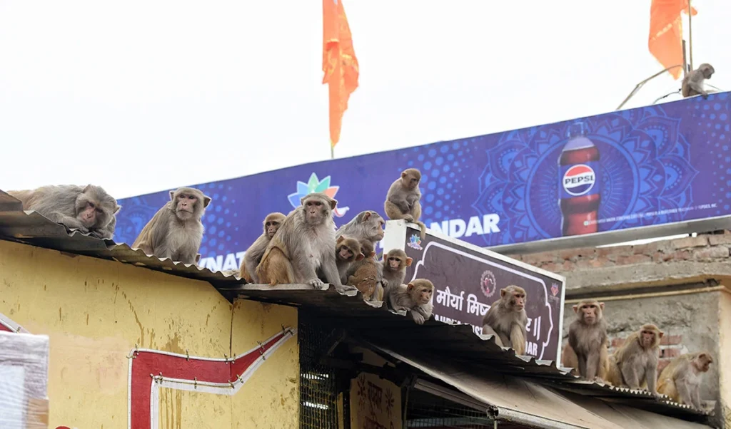 धार्मिक स्थलों को क्यों नही मिलती बंदरों से मुक्ति