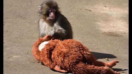 Listicle: 10 viral animals that are the GOAT Listicle: 10 viral animals that are the GOAT