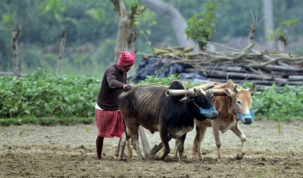 50 percent reduction in fertilizer usage will bring about revolutionary transformation agriculture 50 percent reduction in fertilizer usage will bring about revolutionary transformation agriculture