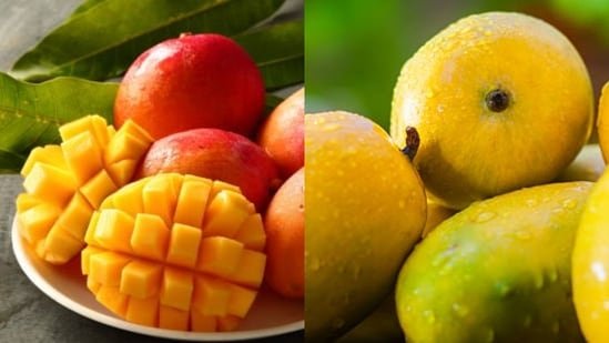 Alphonso Vs Kesar Mango Nutrition Faceoff: Comparing Fiber Antioxidants And More For Smart Summer Choices Alphonso Vs Kesar Mango Nutrition Faceoff: Comparing Fiber Antioxidants And More For Smart Summer Choices