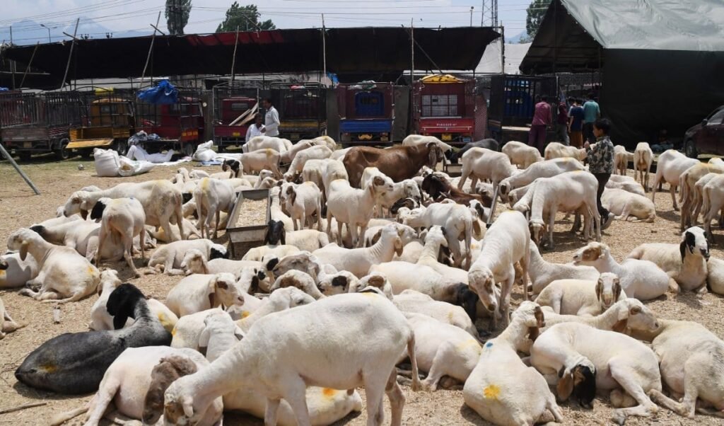Bakrid पर महंगाई की Double मार: आसमान छूते बकरे और चांदी के Rate ने बिगाड़ा कुर्बानी का बजट
