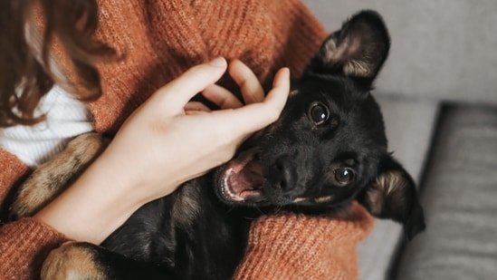Do you have a pet dog? Heart surgeon with 25 years of experience shares 8 health benefits of caring for pets Do you have a pet dog? Heart surgeon with 25 years of experience shares 8 health benefits of caring for pets