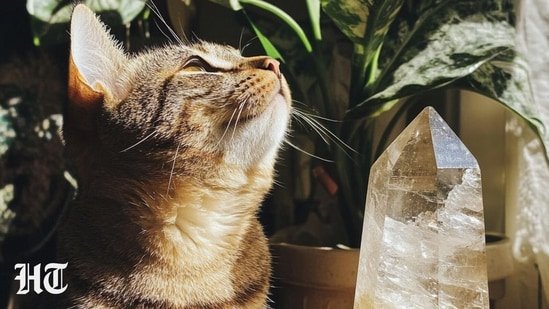 Does your pet get anxious when you leave them? These 5 crystals can help with pet separation anxiety Does your pet get anxious when you leave them? These 5 crystals can help with pet separation anxiety