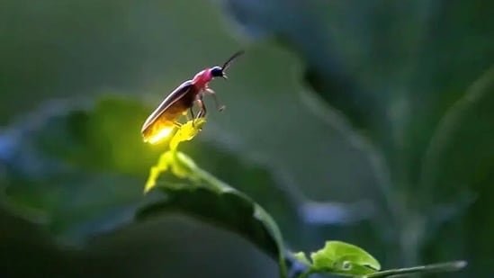 Experience the magic of fireflies in Maharashtra’s Sahyadris this pre-monsoon season Experience the magic of fireflies in Maharashtra’s Sahyadris this pre-monsoon season