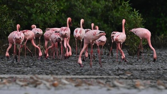 Flamingos paint Maharashtra pink: Here’s how to experience the sight Flamingos paint Maharashtra pink: Here’s how to experience the sight