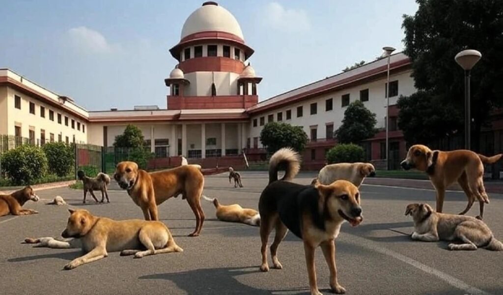 Stray Dogs की अंधाधुंध हत्या का डर, Supreme Court के आदेश पर NGO ने उठाए गंभीर सवाल Stray Dogs की अंधाधुंध हत्या का डर, Supreme Court के आदेश पर NGO ने उठाए गंभीर सवाल