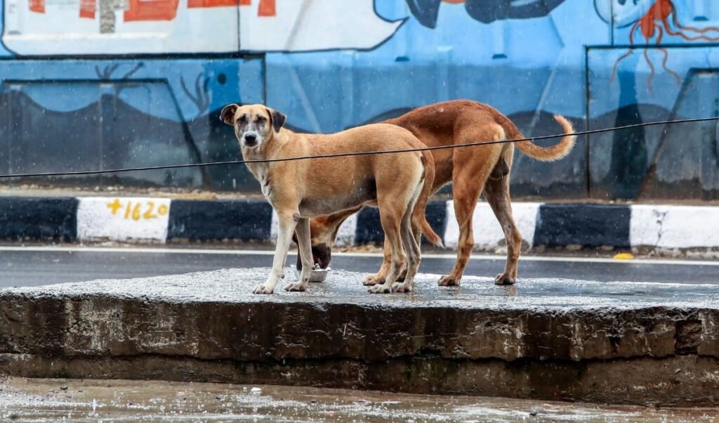 Stray Dogs मामले में CM Bhagwant Mann को Supreme Court से राहत, याचिका पर सुनवाई से इनकार Stray Dogs मामले में CM Bhagwant Mann को Supreme Court से राहत, याचिका पर सुनवाई से इनकार