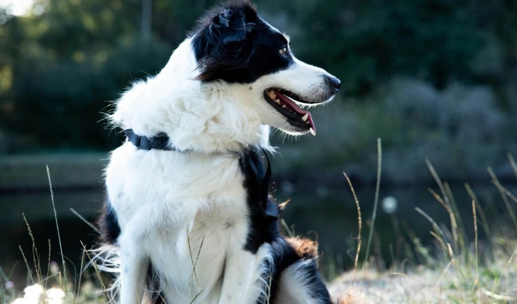 Tech की दुनिया में नई क्रांति, China का AI Collar अब Pets की हर भावना को समझेगा।