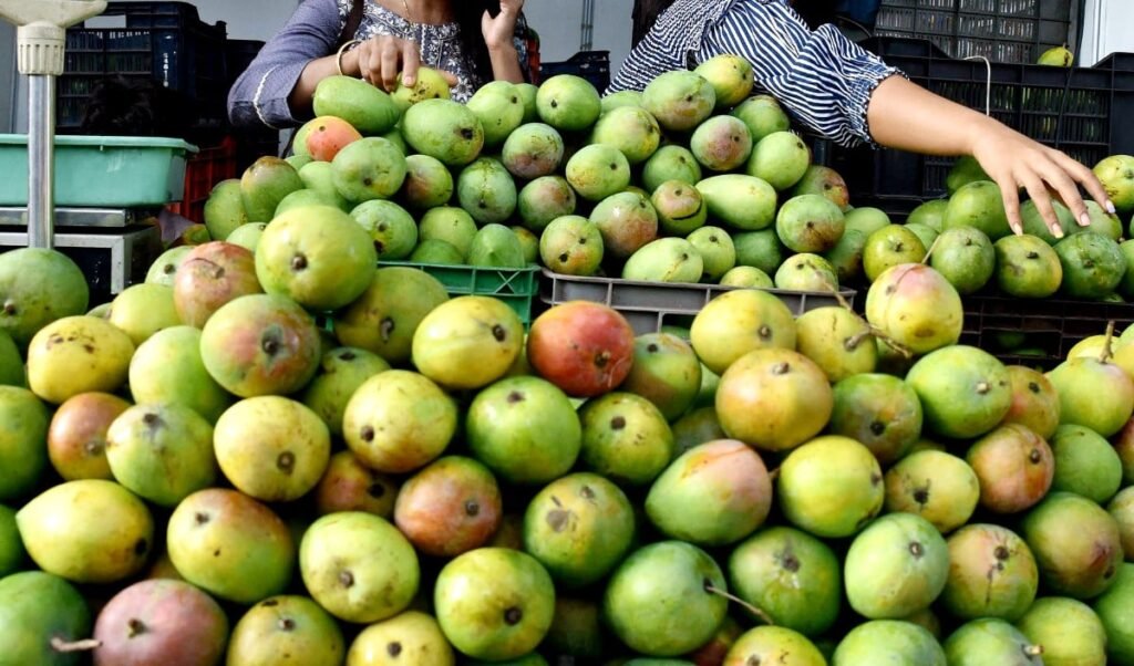 blow indian mangoes japan imposes ban after finding lapses in pest control at export centers blow indian mangoes japan imposes ban after finding lapses in pest control at export centers