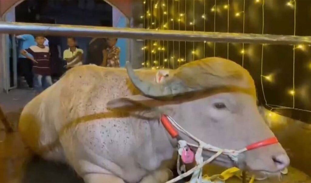 story of trump the buffalo who escaped being sacrificed on eid and was sent to a zoo story of trump the buffalo who escaped being sacrificed on eid and was sent to a zoo