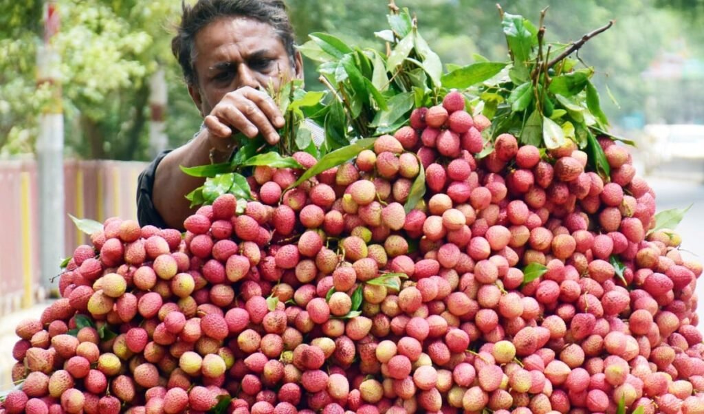 बिहार के लीची किसानों को बड़ी राहत: 'स्टिंक बग' के हमले की जांच के लिए केंद्र ने बनाया एक्सपर्ट टास्क फोर्स