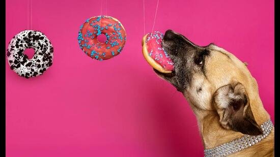 Bone appétit: Pet food is now so fancy, it’s even confusing humans Bone appétit: Pet food is now so fancy, it’s even confusing humans