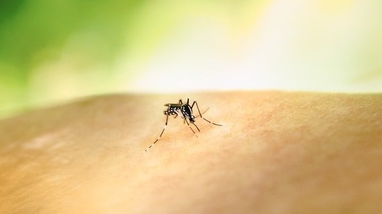 Doctor explains why chronic conditions like diabetes, hypertension and obesity increase the risk of severe dengue Doctor explains why chronic conditions like diabetes, hypertension and obesity increase the risk of severe dengue