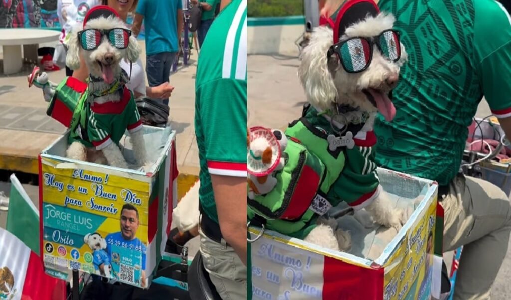 FIFA World Cup में Mexico के कुत्ते Osito का जलवा, रातों-रात बना नया Internet Sensation