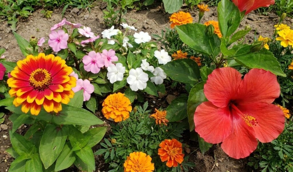 Home Garden Tips: मॉनसून में बालकनी बनेगी फूलों का गुलदस्ता, बस लगा लें ये पौधे Home Garden Tips: मॉनसून में बालकनी बनेगी फूलों का गुलदस्ता, बस लगा लें ये पौधे