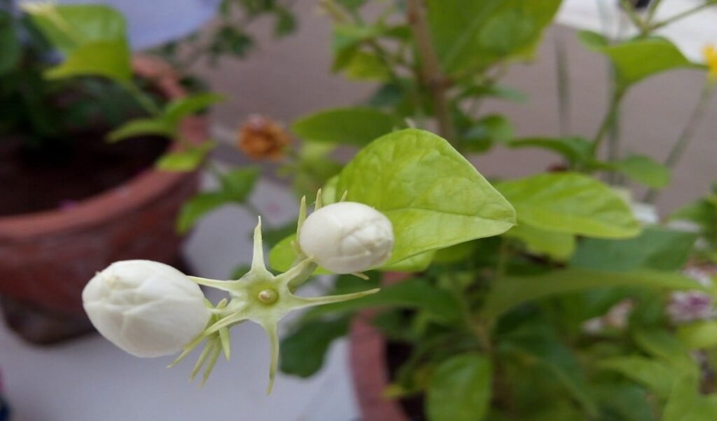 Mogra Plant Care: Mogra Plant में नहीं आ रहे फूल? Gardening Expert के ये Summer Care Tips अपनाएं