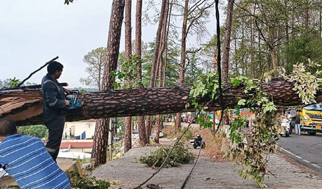 Mumbai Rain Effect: Chembur में School Bus पर गिरा विशाल पेड़, एक छात्र की दर्दनाक मौत, 4 घायल