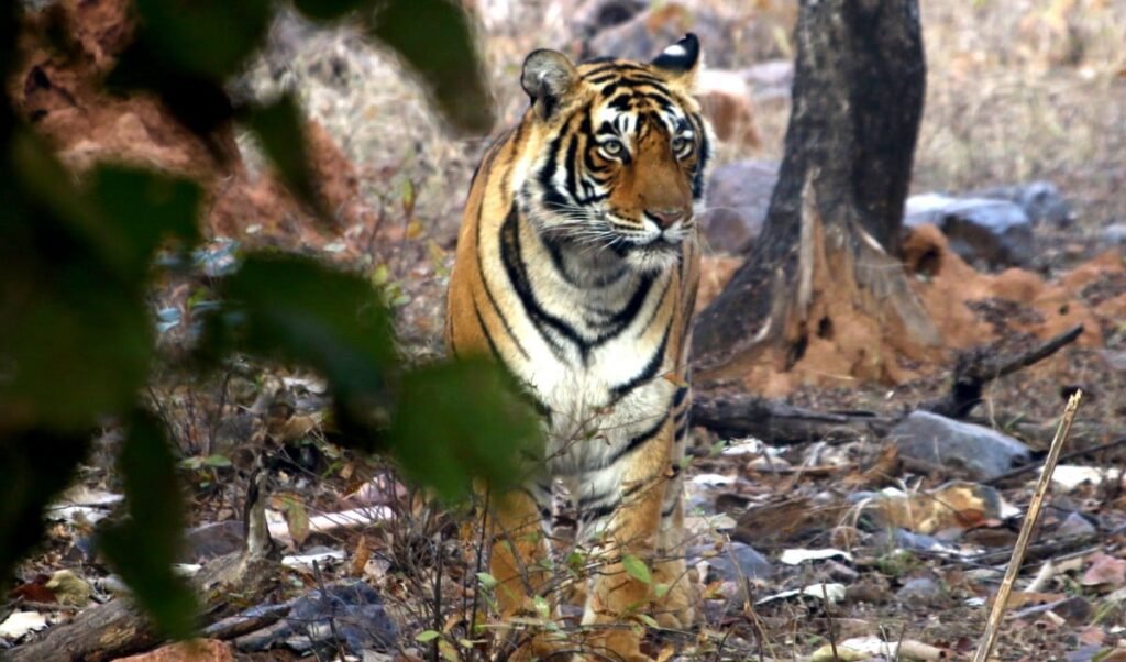 Ranthambore National Park में सफारी के दौरान कैंटर के ब्रेक फेल, बाल-बाल बचे पर्यटक, चालक और वाहन पर लगा प्रतिबंध Ranthambore National Park में सफारी के दौरान कैंटर के ब्रेक फेल, बाल-बाल बचे पर्यटक, चालक और वाहन पर लगा प्रतिबंध