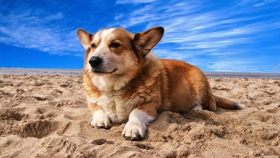 Taking your pet on a summer trip? Vet shares 5 ways to reduce travel stress Taking your pet on a summer trip? Vet shares 5 ways to reduce travel stress
