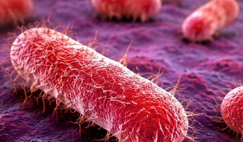 Wayanad में Shigella का कहर, स्कूल के 8 बच्चे Positive, इलाके में मचा हड़कंप Wayanad में Shigella का कहर, स्कूल के 8 बच्चे Positive, इलाके में मचा हड़कंप