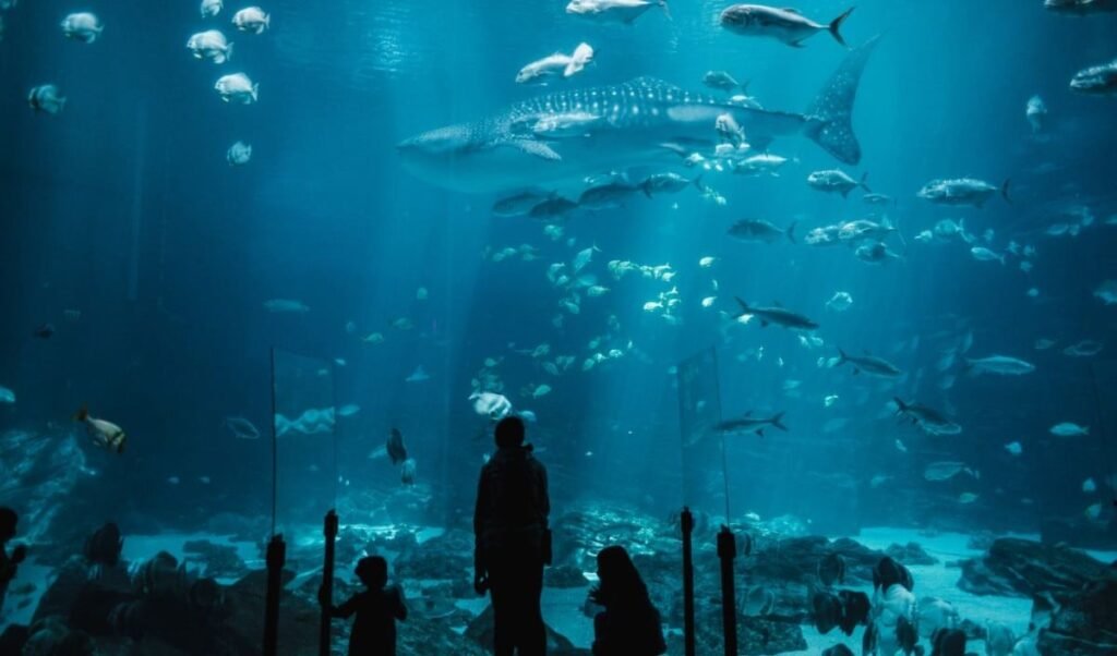 delhi first immersive fish aquarium show