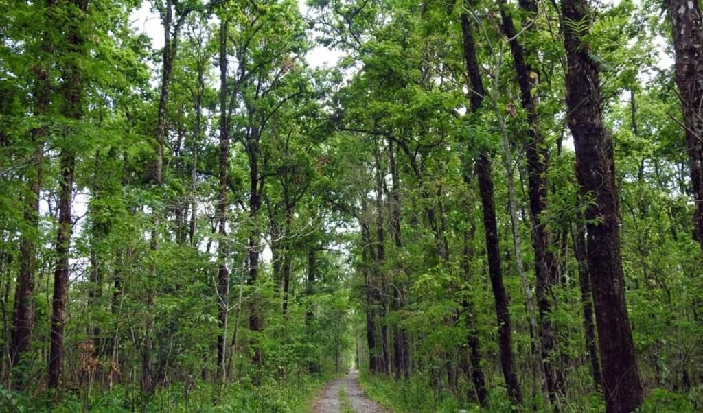 environment gasping for breath in the blind race for development