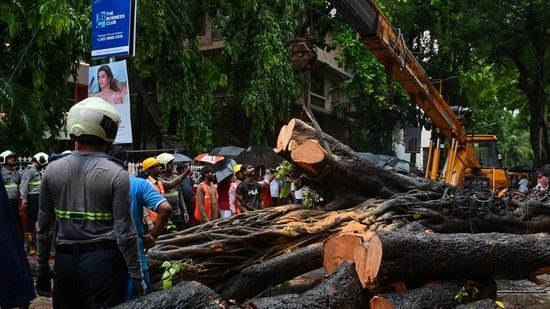 Mumbai tree collapse raises concerns Mumbai tree collapse raises concerns