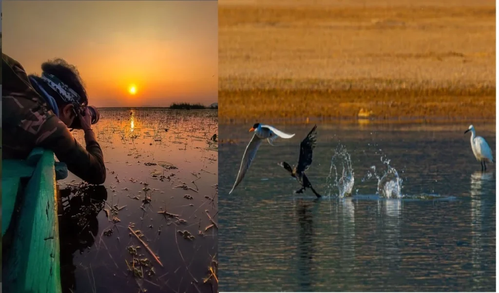 Nature Lovers का स्वर्ग है Mangalajodi, Chilika Lake के पास करें Wildlife Photography का मजा Nature Lovers का स्वर्ग है Mangalajodi, Chilika Lake के पास करें Wildlife Photography का मजा