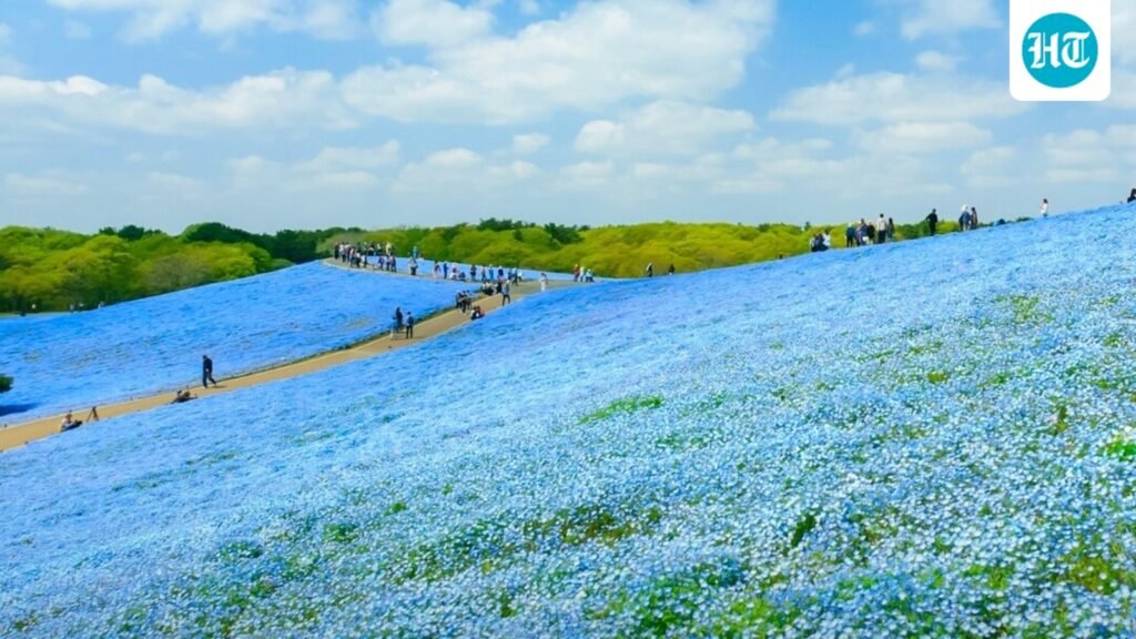 This surreal Japanese hill turns electric blue every year: Here’s what you need to know, including best time to visit This surreal Japanese hill turns electric blue every year: Here’s what you need to know, including best time to visit