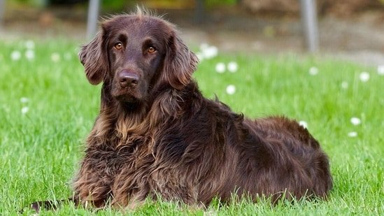 Ticks in dogs during humid weather: Vet shares 5 tips to prevent infestation and tick-borne illness Ticks in dogs during humid weather: Vet shares 5 tips to prevent infestation and tick-borne illness