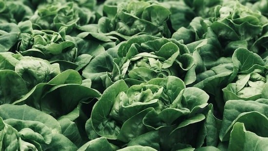 US Cyclospora outbreak crosses 4000 cases: Gastroenterologist Dr Salhab shares foods to add and avoid during recovery US Cyclospora outbreak crosses 4000 cases: Gastroenterologist Dr Salhab shares foods to add and avoid during recovery