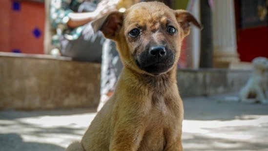 What is the spiritual meaning of pets? And what their quiet presence may teach us, according to a spiritual expert What is the spiritual meaning of pets? And what their quiet presence may teach us, according to a spiritual expert