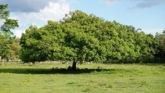 What trees can teach us spiritually about healing, relationships and inner strength? What trees can teach us spiritually about healing, relationships and inner strength?