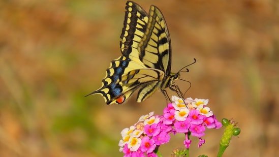 Yellow and black butterfly spiritual meaning: What this colorful butterfly may symbolise Yellow and black butterfly spiritual meaning: What this colorful butterfly may symbolise