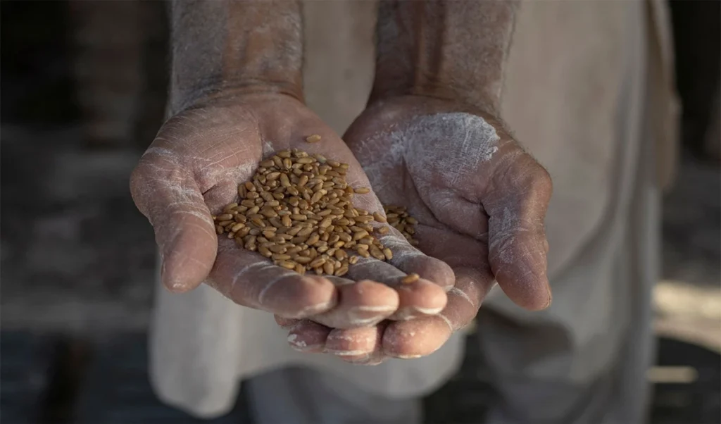 government price controls fail in karachi flour crisis deepens in pakistan government price controls fail in karachi flour crisis deepens in pakistan