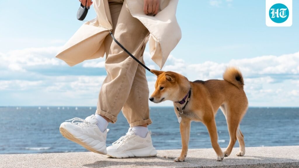 Are you walking your dog correctly? Vet shares 5 common mistakes that may harm them Are you walking your dog correctly? Vet shares 5 common mistakes that may harm them